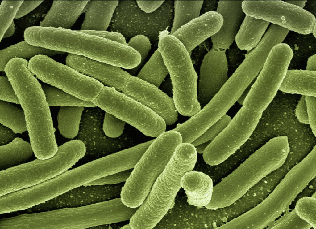 Bakterie E.coli atakują zachodniopomorskie kąpieliska!