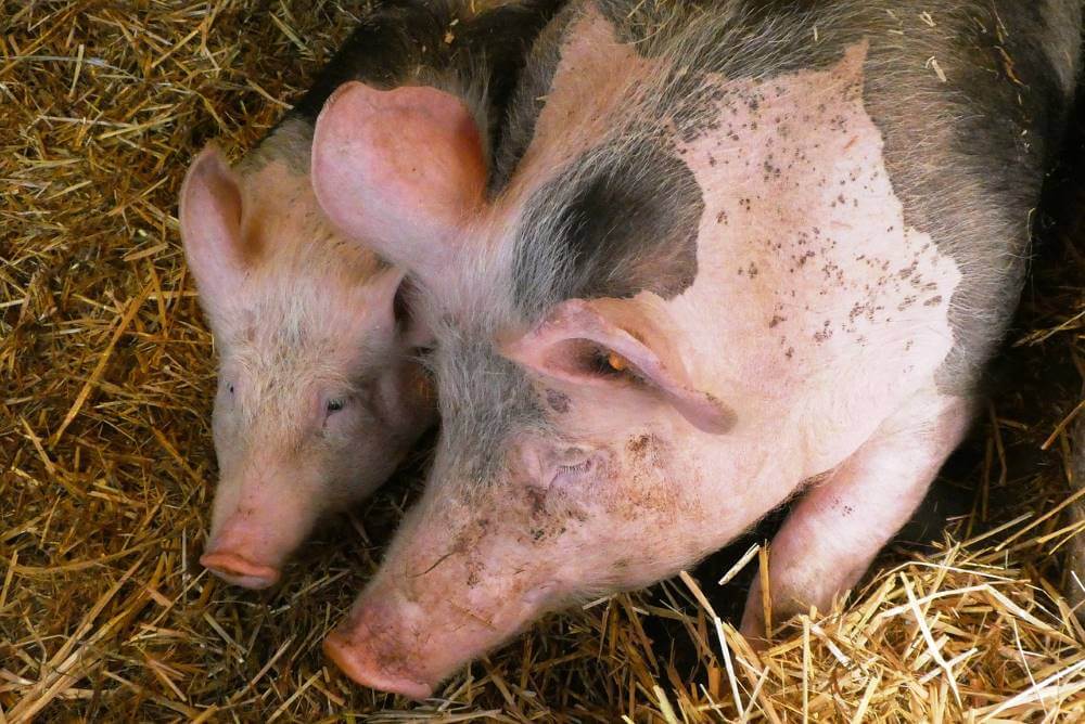 Trzy lata więzienia za bestialskie zabicie świń z fermy